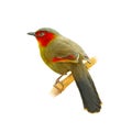 Scarlet-faced Liocichla perching on a perch looking into a distance Royalty Free Stock Photo