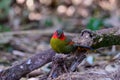 Scarlet-faced Liocichla - Liocichla ripponi is a bird in the Leiothrichidae family on branch live in nature Royalty Free Stock Photo