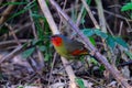 Scarlet-faced Liocichla - Liocichla ripponi is a bird in the Leiothrichidae family on branch live in nature Royalty Free Stock Photo