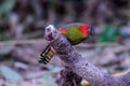 Scarlet-faced Liocichla - Liocichla ripponi is a bird in the Leiothrichidae family on branch live in nature Royalty Free Stock Photo