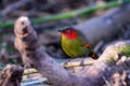 Scarlet-faced Liocichla - Liocichla ripponi is a bird in the Leiothrichidae family on branch live in nature Royalty Free Stock Photo