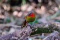 Scarlet-faced Liocichla - Liocichla ripponi is a bird in the Leiothrichidae family on branch live in nature Royalty Free Stock Photo