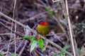 Scarlet-faced Liocichla - Liocichla ripponi is a bird in the Leiothrichidae family on branch live in nature Royalty Free Stock Photo