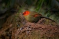 Scarlet-faced liocichla, Liocichla ripponi, bird with red face from Vietnam and China. Animal from Asia. Ground bird in the nature Royalty Free Stock Photo