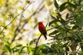 Scarlet finch, Carpodacus sipahi, Mandal, Uttarakhand, India