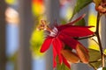 Scarlet flame red passionflower called Passiflora miniata Royalty Free Stock Photo