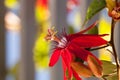 Scarlet flame red passionflower called Passiflora miniata Royalty Free Stock Photo