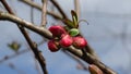 The scarlet flower of a Chinese apple tree at the beginning of flowering.