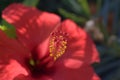 Scarlet flower from Crete