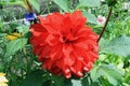 Scarlet flower