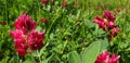 Scarlet flower Hedysarum coronarium