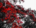 scarlet flower tree