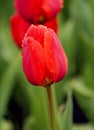 Scarlet flower of a tulip after a rain with drops Royalty Free Stock Photo