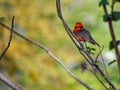 scarlet flycatcher or austral vermilion flycatcher (Pyrocephalus rubinus)