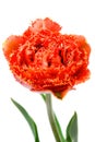 Scarlet fringed Double Peony Tulip