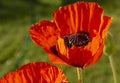 Scarlet garden poppy in full bloom Royalty Free Stock Photo