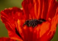 Scarlet garden poppy in full bloom Royalty Free Stock Photo