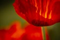 Scarlet garden poppy in full bloom Royalty Free Stock Photo