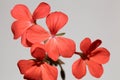 Scarlet geranium, Pelargonium inquinans Royalty Free Stock Photo