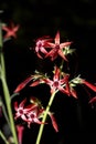 scarlet gilia flower Royalty Free Stock Photo