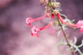 Bright pink scarlet gilia