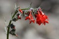 Scarlet Gilia or Skyrocket (Ipomopsis aggregata) Royalty Free Stock Photo
