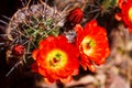 Scarlet Hedgehog Cactus