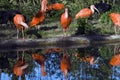 The Scarlet Ibis