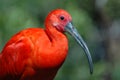 Scarlet Ibis