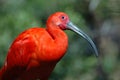 Scarlet Ibis Royalty Free Stock Photo