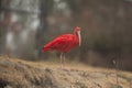 Scarlet Ibis forages for food on land.