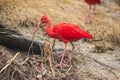 Scarlet Ibis forages for food on land.