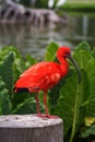 Scarlet Ibis Royalty Free Stock Photo