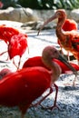 Scarlet Ibis Royalty Free Stock Photo