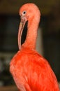 Scarlet Ibis Royalty Free Stock Photo