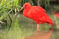 Scarlet ibis Royalty Free Stock Photo