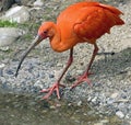 Scarlet ibis 5 Royalty Free Stock Photo