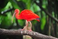 Scarlet ibis Royalty Free Stock Photo