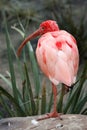 Scarlet Ibis Bird Royalty Free Stock Photo