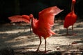 Scarlet Ibis Bird Royalty Free Stock Photo