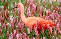 Scarlet Ibis bird