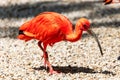 Scarlet ibis. Bird and birds. Water world and fauna. Wildlife and zoology Royalty Free Stock Photo