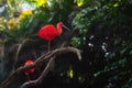 Scarlet Ibis bird Royalty Free Stock Photo