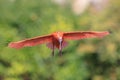 Scarlet Ibis bird Eudocimus ruber in flight Royalty Free Stock Photo
