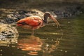 Scarlet Ibis bird Eudocimus ruber foraging in water Royalty Free Stock Photo