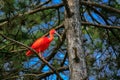 Scarlet Ibis bird Royalty Free Stock Photo