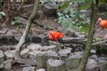 Scarlet Ibis bird Eudocimus ruber tropical wader bird foraging on the ground Royalty Free Stock Photo