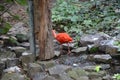 Scarlet Ibis bird Eudocimus ruber tropical wader bird foraging on the ground Royalty Free Stock Photo