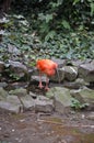 Scarlet Ibis bird Eudocimus ruber tropical wader bird foraging on the ground Royalty Free Stock Photo