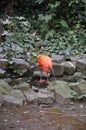 Scarlet Ibis bird Eudocimus ruber tropical wader bird foraging on the ground Royalty Free Stock Photo